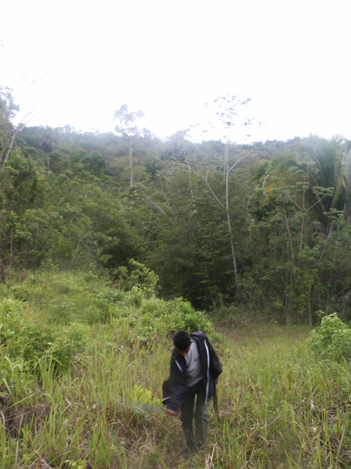 Jungle and Landscape